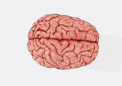 Определены самые вредные для здоровья мозга продукты питания