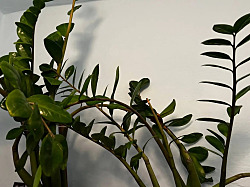 Самый популярный домашний цветок приносит в дом несчастье и раздоры: куда ни в коем случае нельзя ставить герань 