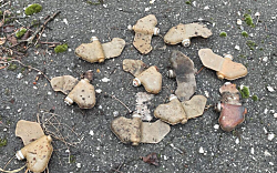 На улицах Херсона снова зафиксировано разбрасывание противопехотных мин-лепестков