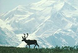 БИРОБИДЖАН НА АЛЯСКЕ 