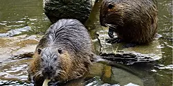 В Чехии бобры построили плотину в месте, где это планировали сделать местные власти, сэкономив им миллионы