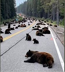 Медведи образовали беспрецедентную блокаду у въезда в Йеллоустоун