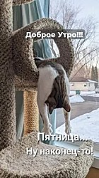 Выйдя замуж, женщины становятся настолько чуткими, что слышат, как упали деньги на карточку мужа.