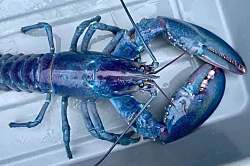 Единственные представители фауны, которые не умирают от старости 