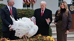 Трамп помиловал индеек, праздновавших День благодарения, и раскритиковал Байдена