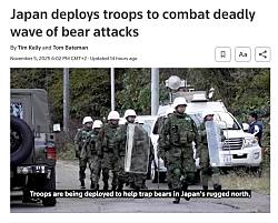 Япония начинает операцию против медведей и разворачивает  войска из-за большого количества их нападений
