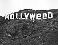 HOLLYWEED