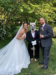 У этой пары в роли шафера была их домашняя лама — стоит такая важная, будто всю жизнь ждала этого момента.